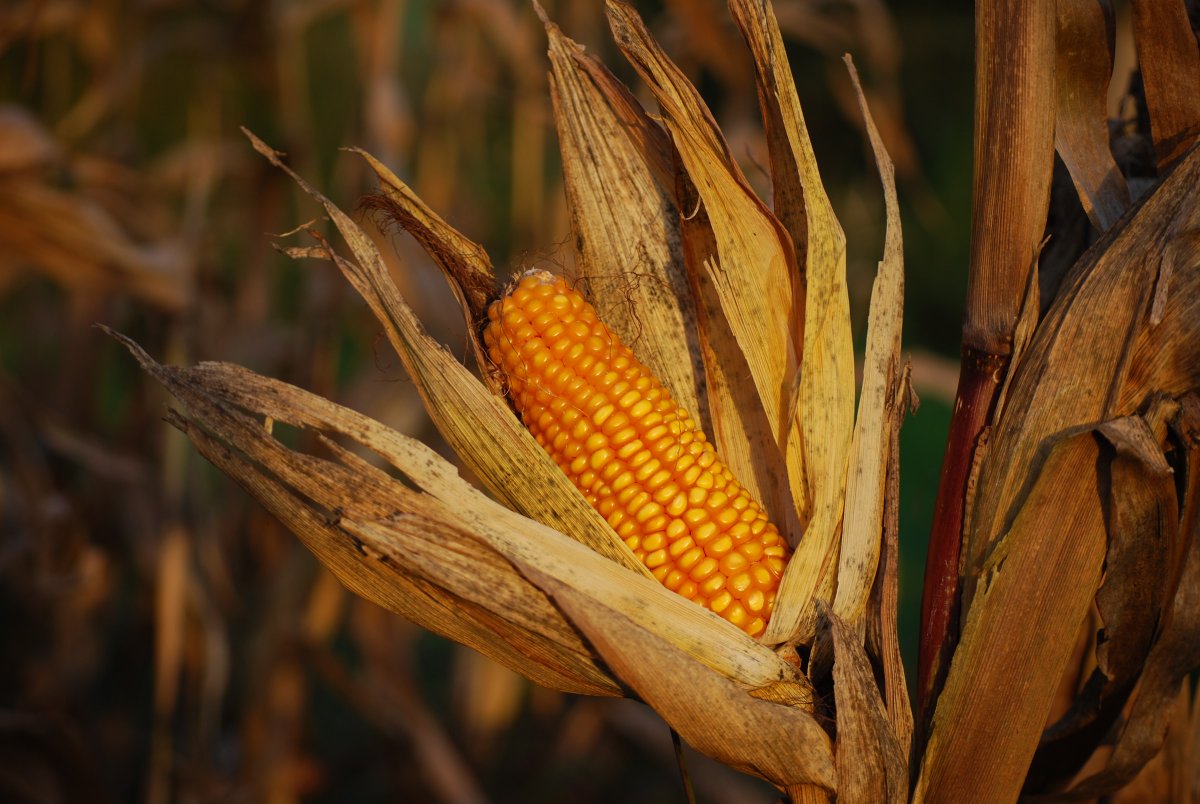 EIF4LDCs's tweet photo. Planting maize, harvesting peace! 🌾🕊️ #CAR 🇨🇫 farmers prove that trade can be a powerful tool for promoting sustainable development and peace. 

Check out this impact story from #Trade4Dev news 👉 https://t.co/6VW5bJihs2

@boucher_mf https://t.co/JSDBsiK1eJ