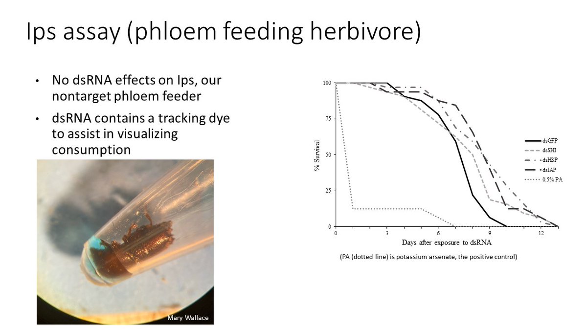 AFEntomology's tweet photo. The trigger for RNA interference to silence essential genes in southern pine beetle, an emerging technology for pest management, demonstrates no lethal effects on nontarget insects: https://t.co/HitL9ThKfh #insect #pest #Dendroctonus #frontalis https://t.co/rOKE8HxSIw