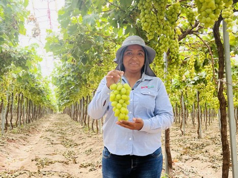 First organic table grape exports from Peru to US a success for producer
https://t.co/IN0fljc5X8 https://t.co/6WBfnr2EPp