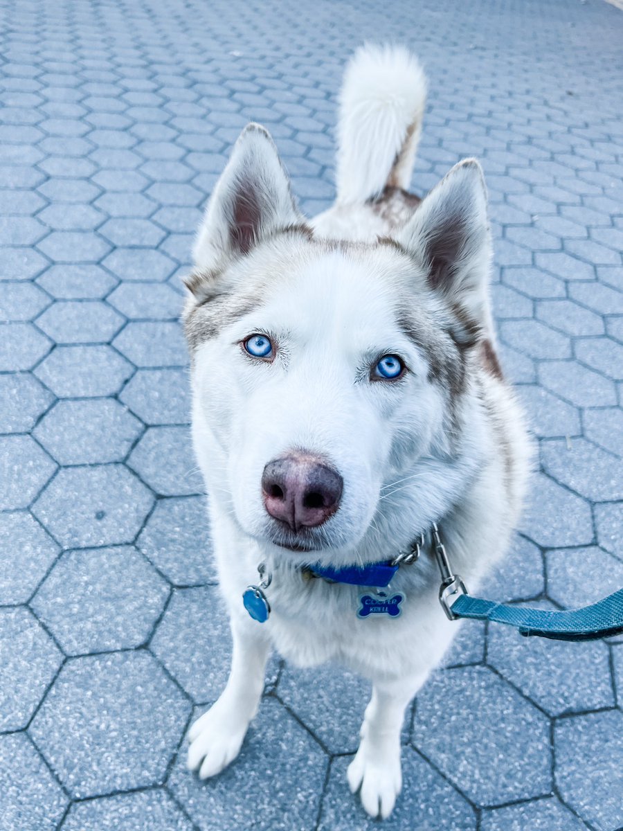 cooper’s icy eyes are no match for the cold outside today 🥶 ❄️
