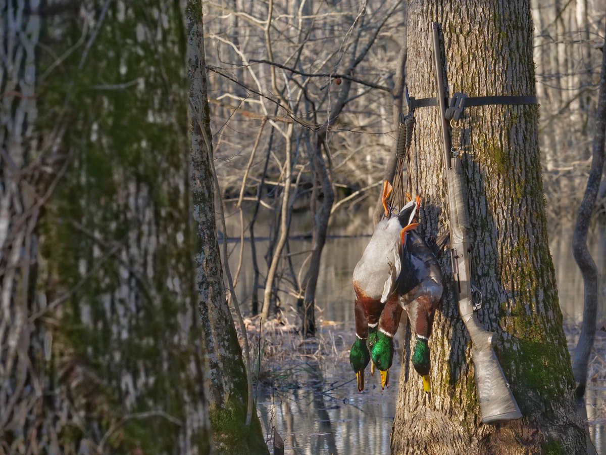 That 20 is just different. 

#mallards #ducks #woods #conserve

<a href="/MossyOak/">Mossy Oak</a> <a href="/Benelli_USA/">Benelli USA</a> <a href="/DucksUnlimited/">Ducks Unlimited</a> <a href="/MOGameKeepers/">Mossy Oak Gamekeepers</a> <a href="/RioAmmunition/">Rio Ammunition</a>