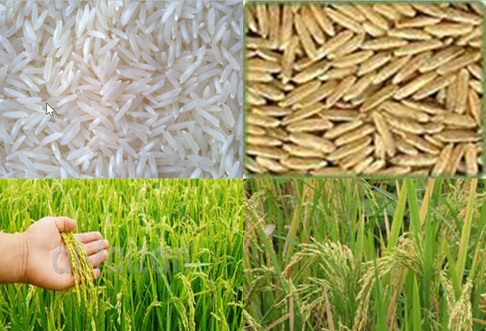 Journal_JSSPN's tweet photo. Published📢Responses of Soil #Bacterial Communities and #Enzyme Activities to #Straw Return and #Potassium Fertilization with Two Soils Under Soil Potassium Balance Condition in #Rice–#Wheat System

Read at https://t.co/x5j153x3ms

#WheatYield #SoilTexture #KFertility https://t.co/LCf4sOfeDA