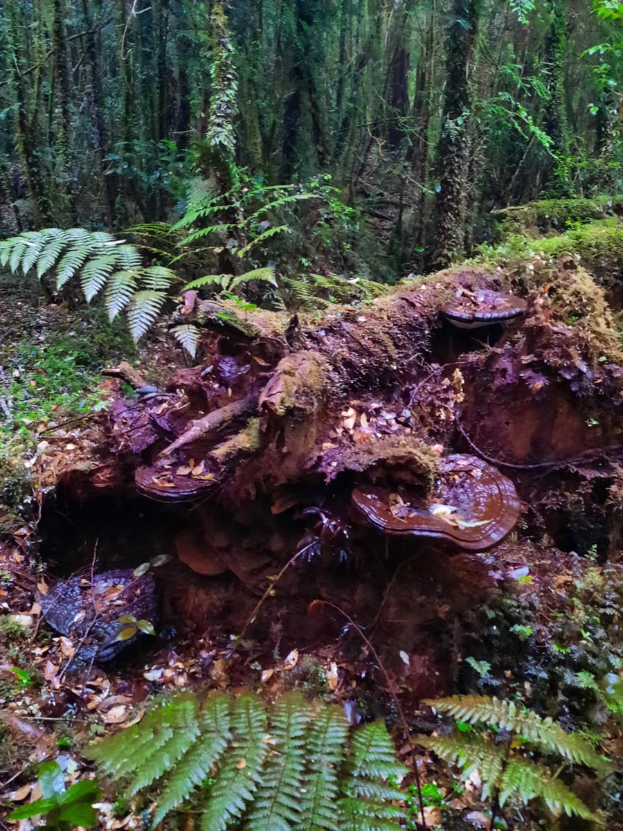 DefendamsChiloe's tweet photo. ♻️
Impresionantes Hongos gigantes, entre helechos y árboles nativos, en el sector de #ColeCole, en Isla grande de #Chiloé .
📷 de @sola_errante
👉🏻protejamos lo que aún queda .
#EsHoraDeActuar
@clittle_conaf @conaf_minagri @DPRLosLagos @DPPChiloe https://t.co/x12T1sP9Fl