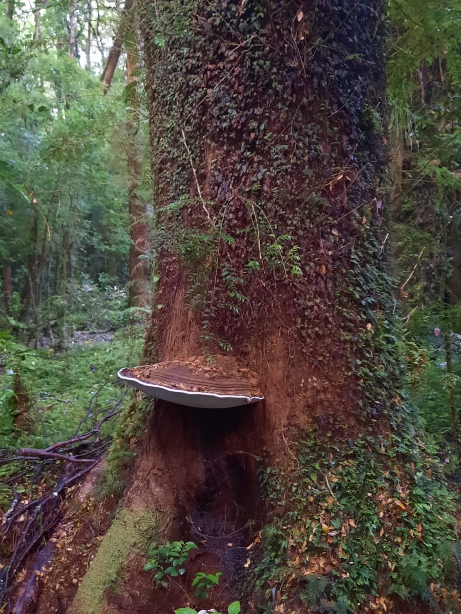 DefendamsChiloe's tweet photo. ♻️
Impresionantes Hongos gigantes, entre helechos y árboles nativos, en el sector de #ColeCole, en Isla grande de #Chiloé .
📷 de @sola_errante
👉🏻protejamos lo que aún queda .
#EsHoraDeActuar
@clittle_conaf @conaf_minagri @DPRLosLagos @DPPChiloe https://t.co/x12T1sP9Fl
