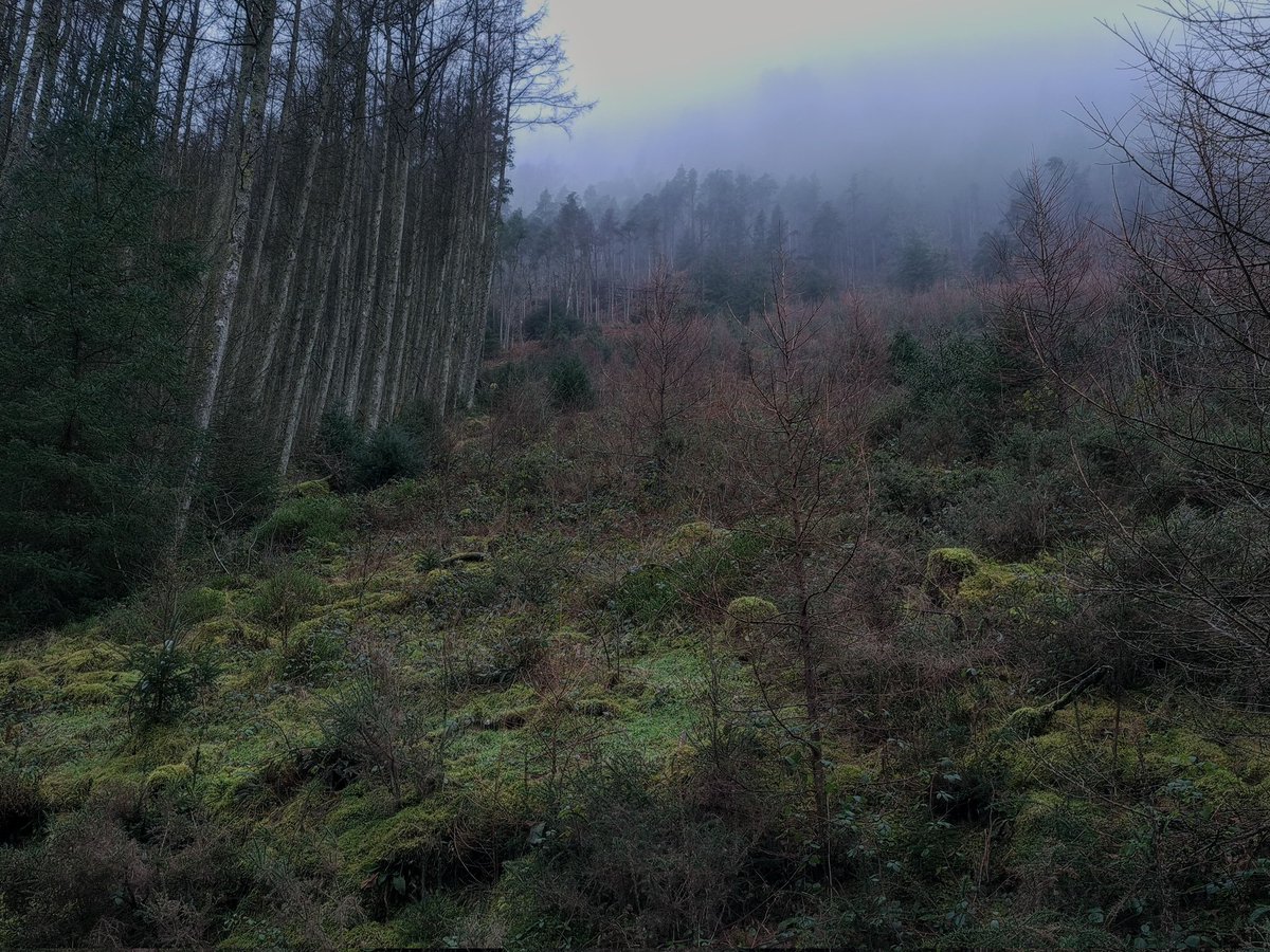 Cold  wet and misty in Cwm Penamnen today. Nice walk up from Dolwyddelan Station though 

#welshphotogtaphy #nikon #z50 #samsung #mobile #snowdonia #eryri #landscape <a href="/S4Ctywydd/">S4C Tywydd</a> <a href="/DerekTheWeather/">Derek Brockway - weatherman</a> <a href="/Ruth_ITV/">Ruth_TV</a> <a href="/BBCWthrWatchers/">BBC Weather Watchers</a>