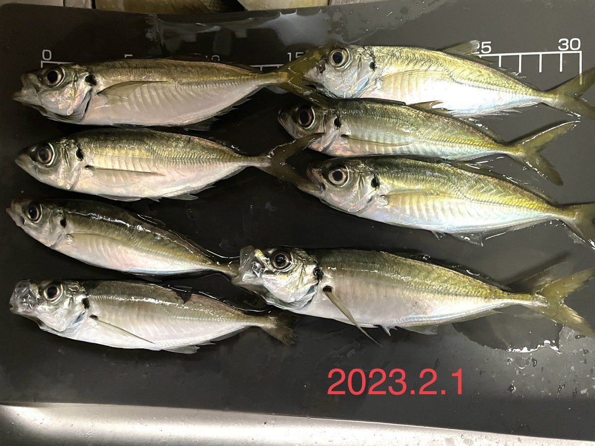 2/1と2/2に暴風の中の夜釣りをしてきました。風でバケツが2回海に落下しましたがタモでキャッチ。寒かったですが楽しかったです。写真は2/1の釣果です。#延釣会
#サビキ釣り
#アジ