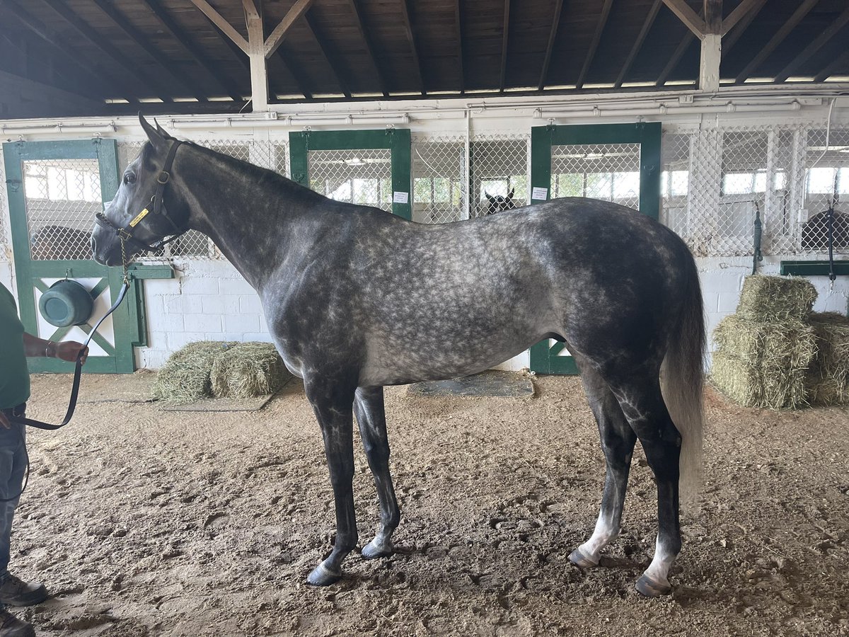 Westbloodstock's tweet photo. Colonel Liam looking like a 🦍 standing stud @OcalaStud He’s a real horse with a bright future! #ColonelLiam https://t.co/CcKg50lebh