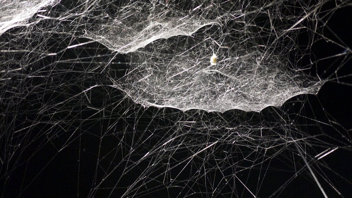 j0iningthed0ts's tweet image. “Is there anything in the universe more beautiful and protective than the simple complexity of a spider’s web?”
E.B. WHITE 
#spidersweb 
Art: @tomassaraceno