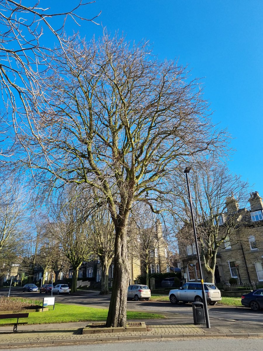 BirkyJane's tweet photo. Beautiful tree in Harrogate #Harrogate
#TreeCop
@ResponsePS https://t.co/KfockKPTWJ