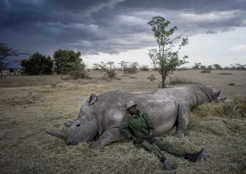 FisRandomImages's tweet photo. Only two northern white rhinos remaining, Najin and Fatu https://t.co/XKmQZDNkl1