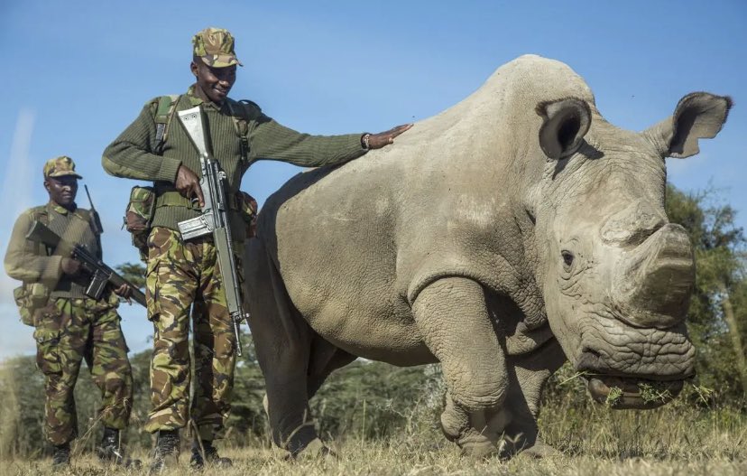 FisRandomImages's tweet photo. Only two northern white rhinos remaining, Najin and Fatu https://t.co/XKmQZDNkl1