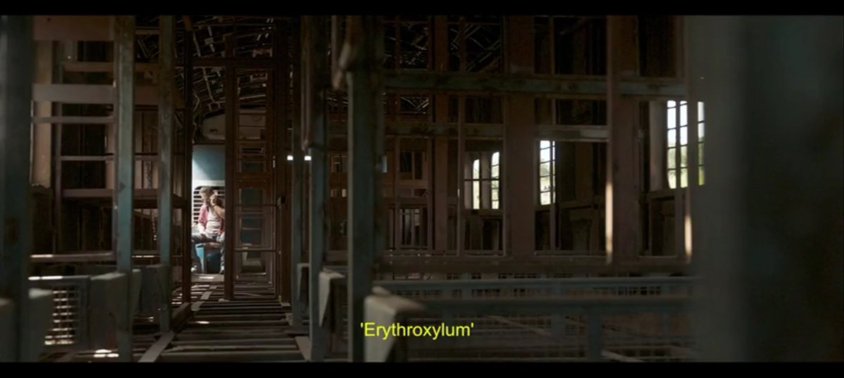 VijayHaasaN26's tweet photo. #BloodySweet 🥵🔥
#Leo 🔥💥 19/10/2023
#Erythroxylum 💯 confirmed (LCU) https://t.co/oIzCpVMlCu