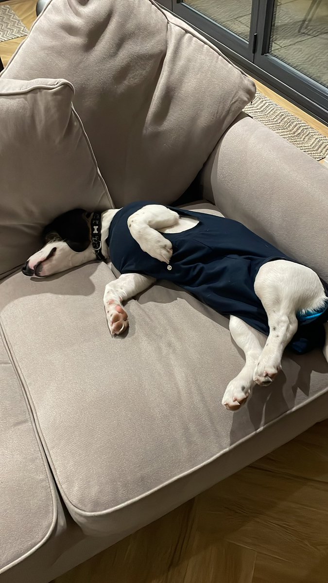 cmarcucci's tweet photo. @comms2point0 Here’s Max recuperating. Poor little fella https://t.co/sFFKy4ZMAl