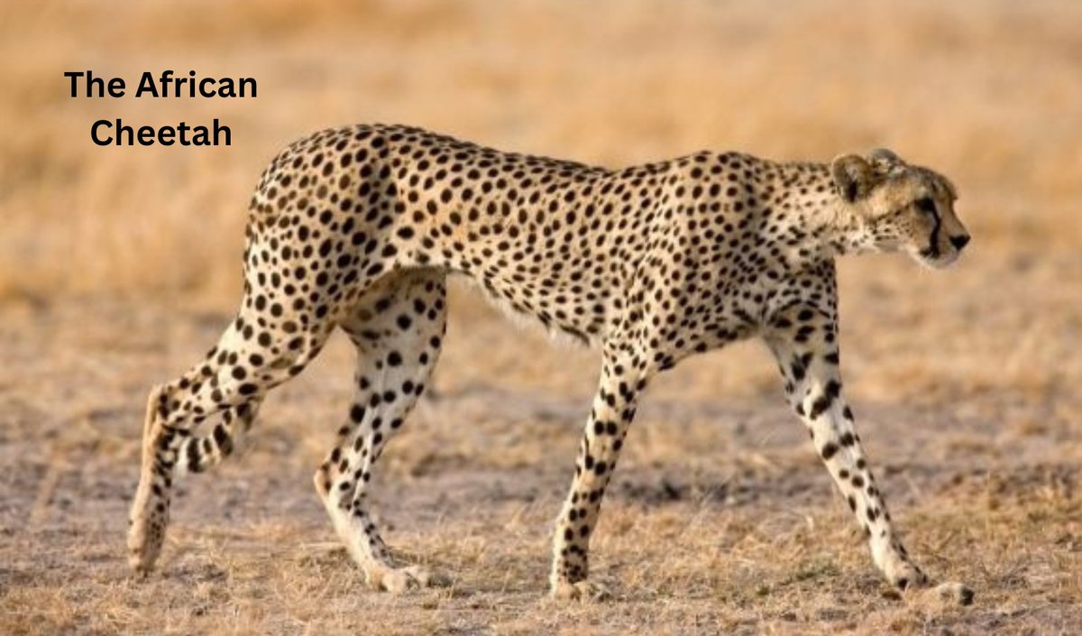 Africa is #Home to the world's fastest land animal.
#animalkingdom #beautifulafrica #visitAfrica