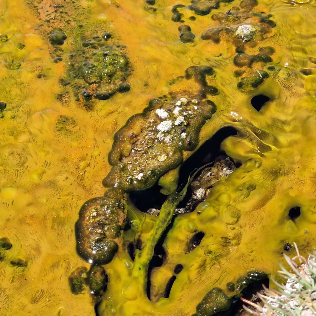 LauraSanchezzzG's tweet photo. Curious forms of microbial extremophylic life found and sampled in the high-altitud lakes of La Puna, the Argentinean altiplano. Can't wait to see the results of our #Microsic multianalytical platform and learn further about their identity, ecology and metabolisms! #Extremophiles https://t.co/eVb6RcDpDj