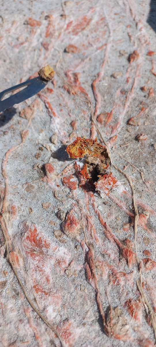 LauraSanchezzzG's tweet photo. Curious forms of microbial extremophylic life found and sampled in the high-altitud lakes of La Puna, the Argentinean altiplano. Can't wait to see the results of our #Microsic multianalytical platform and learn further about their identity, ecology and metabolisms! #Extremophiles https://t.co/eVb6RcDpDj