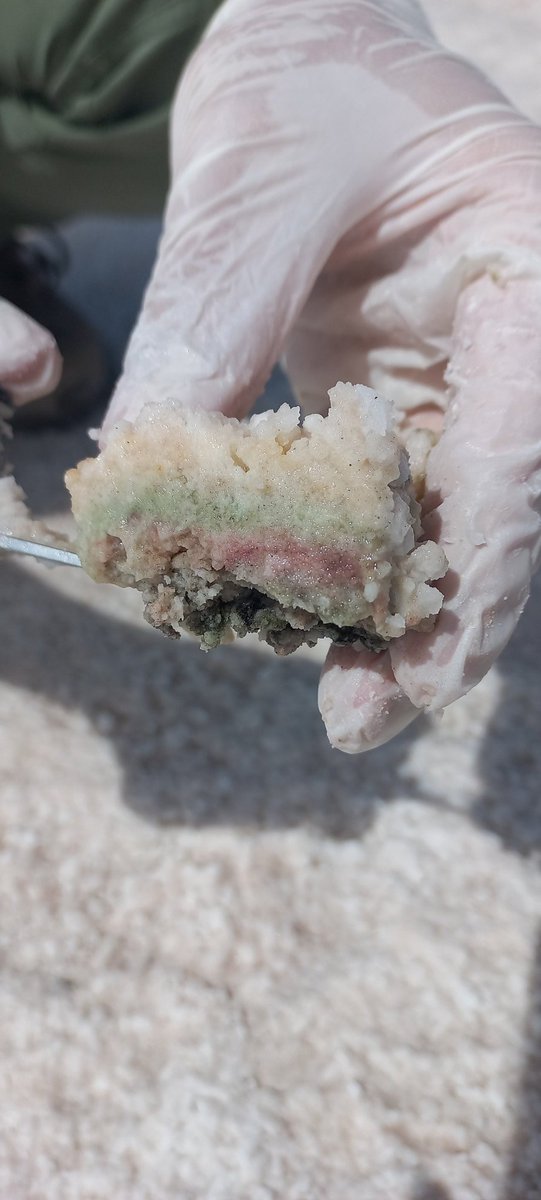 LauraSanchezzzG's tweet photo. Curious forms of microbial extremophylic life found and sampled in the high-altitud lakes of La Puna, the Argentinean altiplano. Can't wait to see the results of our #Microsic multianalytical platform and learn further about their identity, ecology and metabolisms! #Extremophiles https://t.co/eVb6RcDpDj