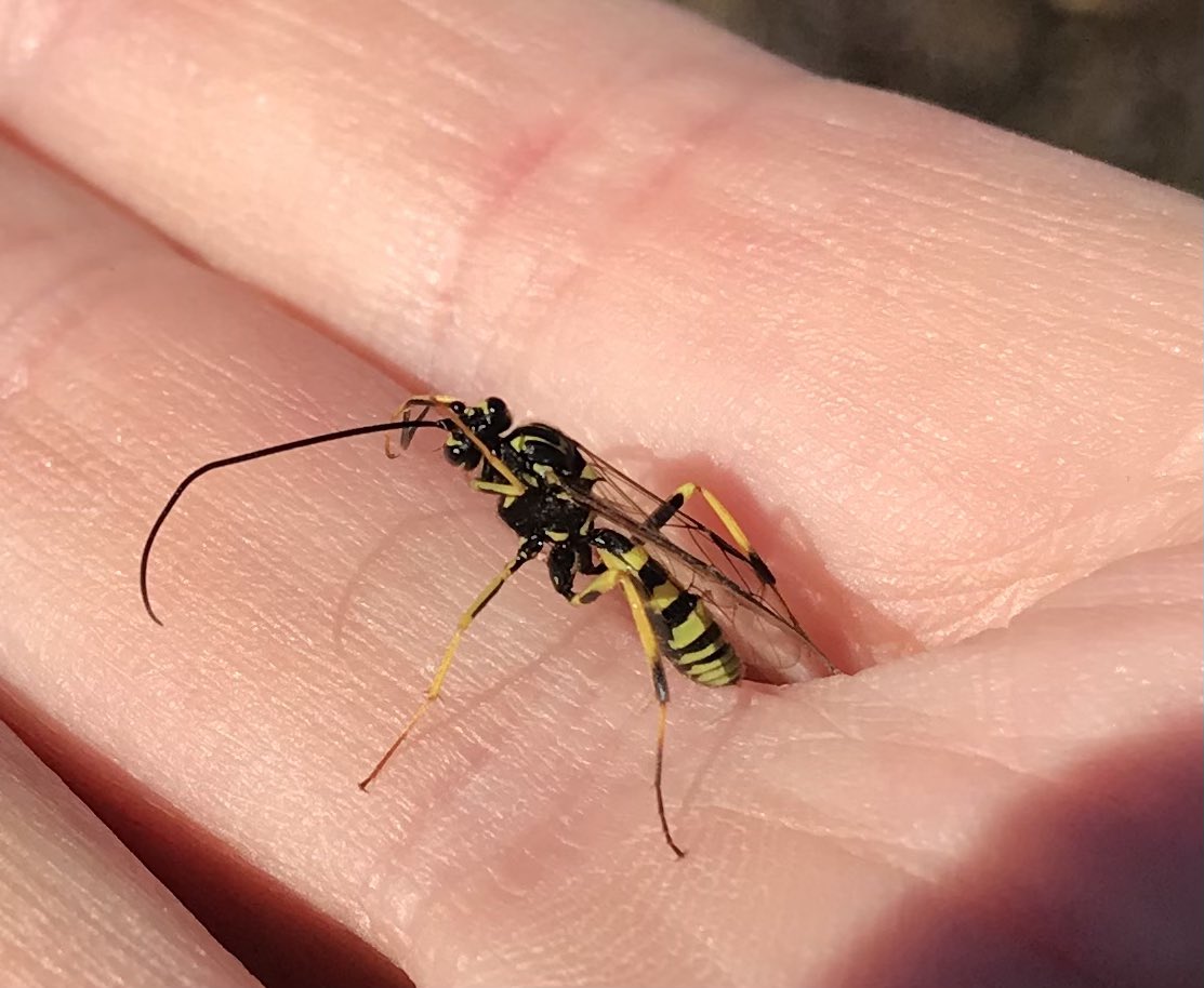 Just rescued this Amblyteles armatorius from the pool. Beginning of February is ridiculously early!
#insects