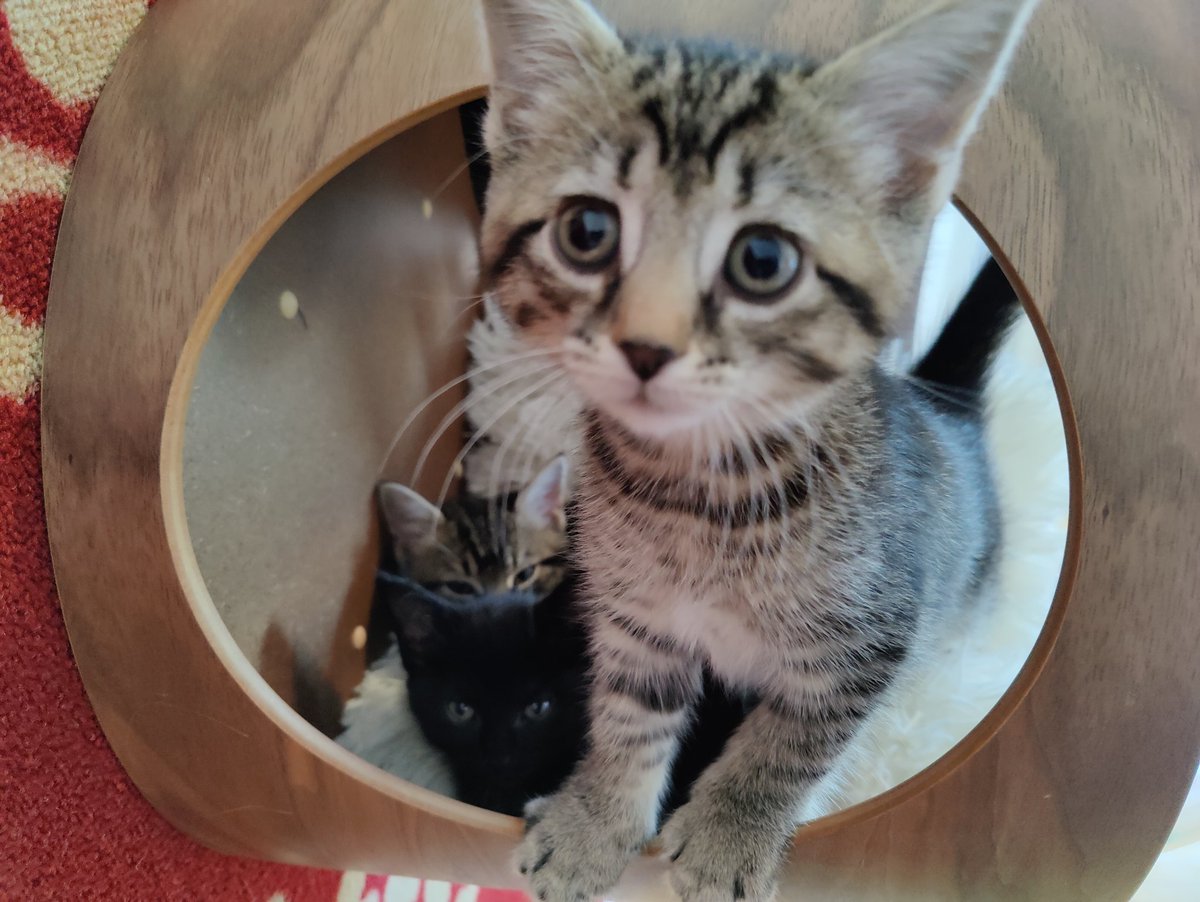 This clubhouse is for kittens only, sorry.