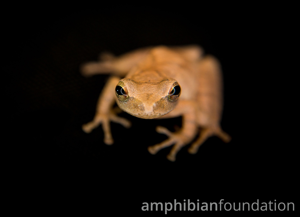 amphibianfound's tweet image. The fifth #FrogFriday of 2023?  That's ludicrous--wait, no, it's Pseudacris!⁠
⁠

#SpringPeeper #Peeper #Pseudacris #Pseudacriscrucifer #Frog #Frogs #Hylidae
