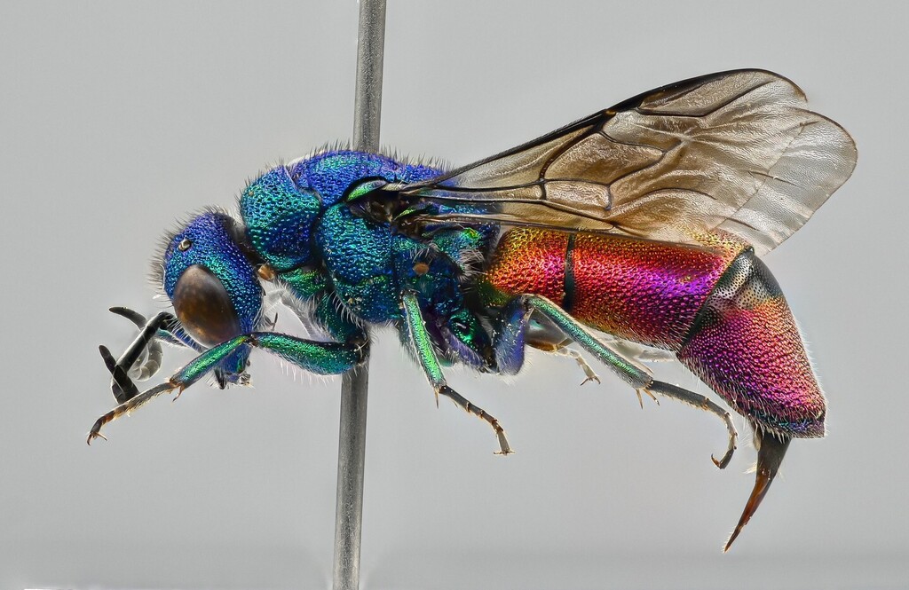 This is one of the many species of ruby-tailed wasps (Chrysididae) found in Gibraltar. We are currently working on photographing our specimens. These wasps, which are also called cuckoo wasps, are kleptoparasitic, meaning they lay their eggs in the nest… instagr.am/p/CoNAFs5oTGa/