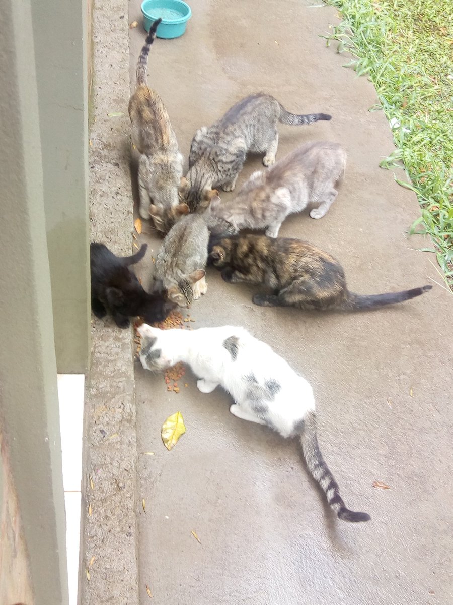 MiicaGarciaa's tweet photo. No soy muy amigable con los gatos, por eso no adopto. Pero evidentemente ellos me adoptaron a mí. (Si alguien quiere adoptar bienvenido sea, 4 pequeños y 5 adultos) https://t.co/7bMsNWxGJC