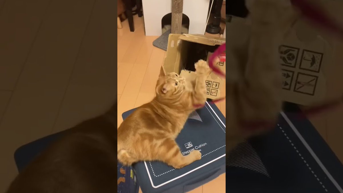 MeowMoeDotCom's tweet photo. 左手取れない れん #猫 紐遊び ##アメリカンショートヘアー #Cat
https://t.co/84KA3XQzmo
#ネコ #まったり #寝相 #3匹 #Americanshorthair #Animal #CatCenter #CatMoun https://t.co/jj8k8UrG7r