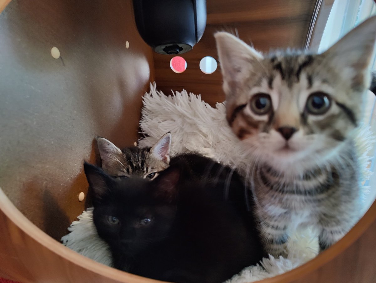 Kitten Academy (@kitten_academy) / Posts / X