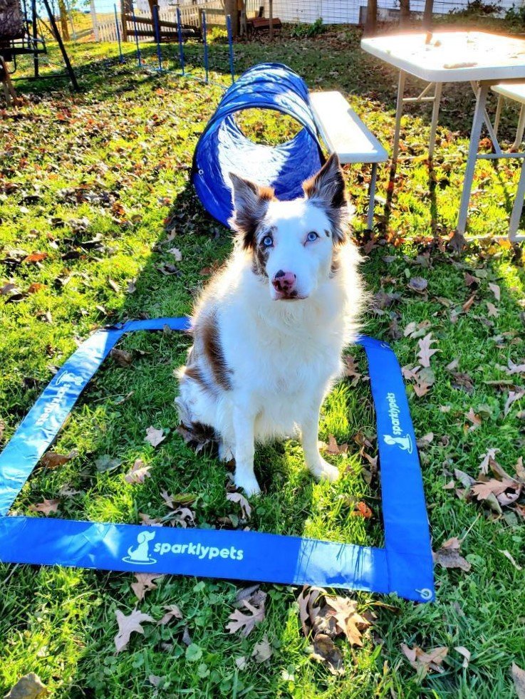 Are you guys up for a quick game of backyard agility?