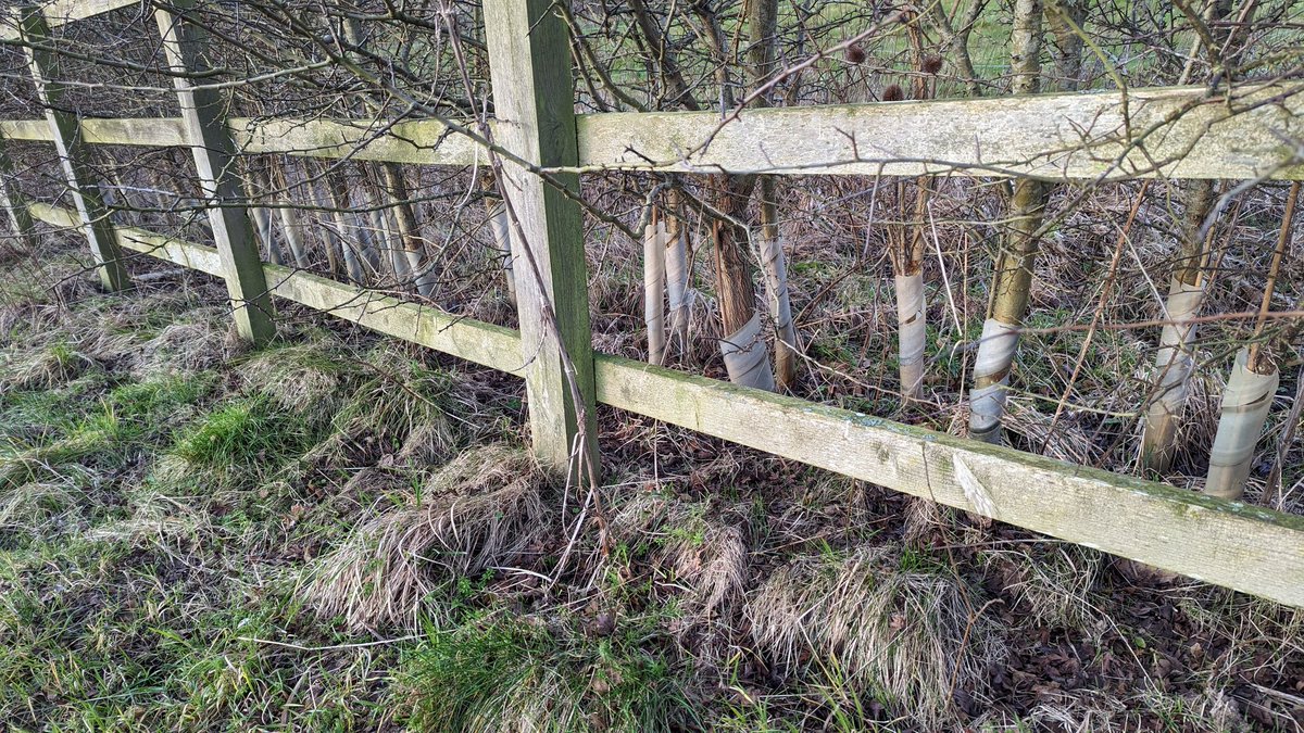 RecyclerBill's tweet photo. This hedge is now established, taller than I am with no evidence of grazing muntjac or hares I would say the plastic #TreeGuards should be removed.
Why do I see so much of this #plastic #litter in our countryside.
I would willingly volunteer to help remove. @nfu @TrooperSnooks https://t.co/WF6MAjDTDi