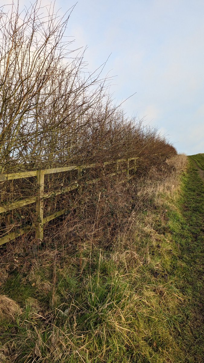 RecyclerBill's tweet photo. This hedge is now established, taller than I am with no evidence of grazing muntjac or hares I would say the plastic #TreeGuards should be removed.
Why do I see so much of this #plastic #litter in our countryside.
I would willingly volunteer to help remove. @nfu @TrooperSnooks https://t.co/WF6MAjDTDi