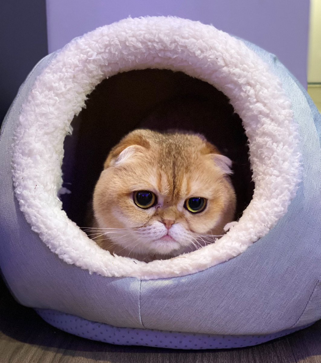 sky31337's tweet image. Breaking 🐈😂
#ChatGPT #CatGPT

catgpt.wvd.io