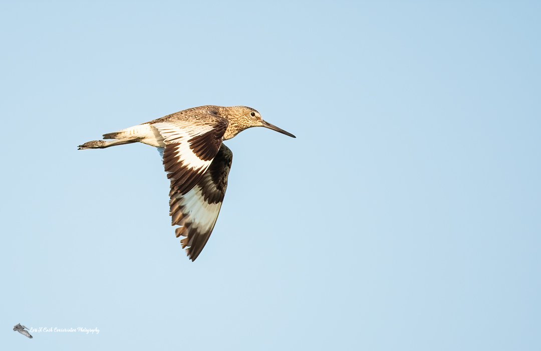 LoriACash's tweet photo. Willet in flight on the Outer Banks of North Carolina.
#willets #shorebirds #TwitterNatureCommunity #birds #ncwildlife #birdphotography #wildlife
https://t.co/gQtPYYSMJA https://t.co/3rqwkUbj6B