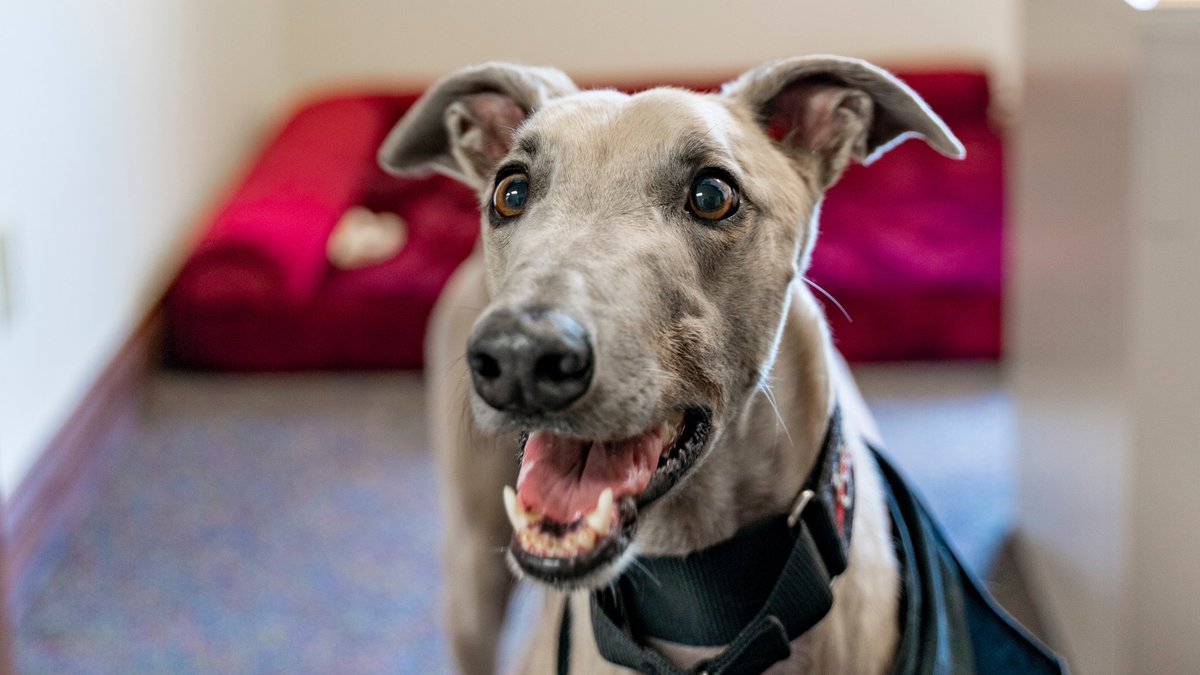 Grady the Greyhound tweet media