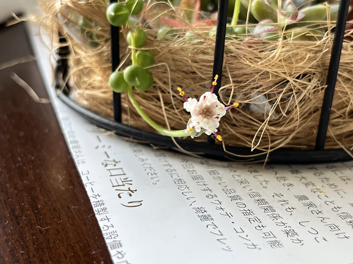 namisk's tweet photo. レベチな技術者からいただいた苺大福の写真を撮るぞー
……元旦に実家から預かった多肉植物に花が咲いてるじゃん……！ https://t.co/9doK8ZwiU0