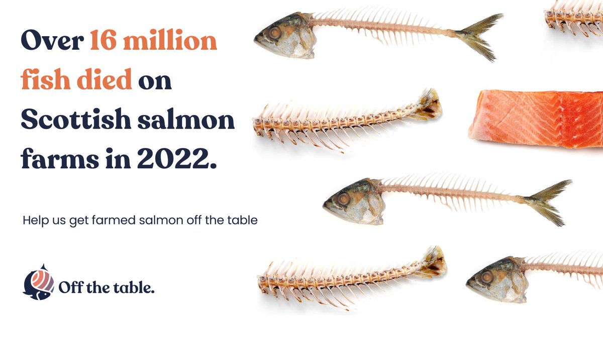 The Scottish salmon farming industry reported the death of over 16 million fish in 2022, nearly DOUBLE that of 2021. 

At a time when our food systems are pushed to the brink, we must fight to end this unsustainable industry #Offthetable

Get the facts at offthetable.org.uk