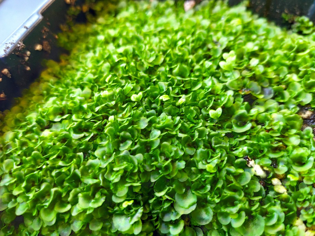 For this #FernFriday, big gametophytes of Thyrsopteris elegans, with some small sporelings.