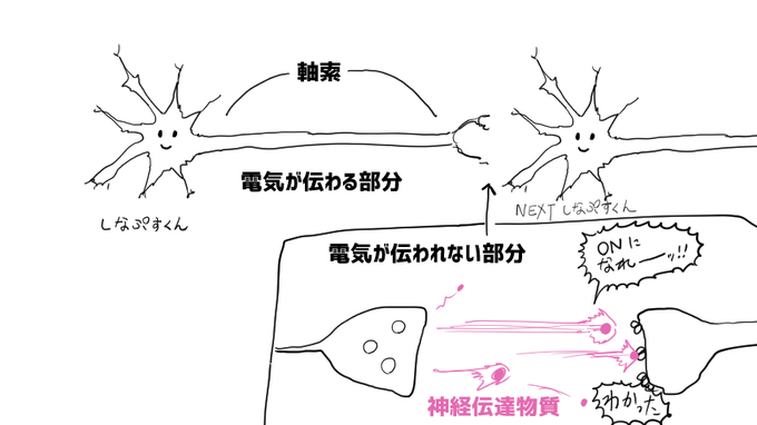 なのでここはどうするかというと、端っこまで電気が来たら神経伝達物質を放出し、向こうはそれを受け取ったら電気をオンにするという、デジタル・アナログ変換みたいなことをやります
これを細胞ごとにやってます 
