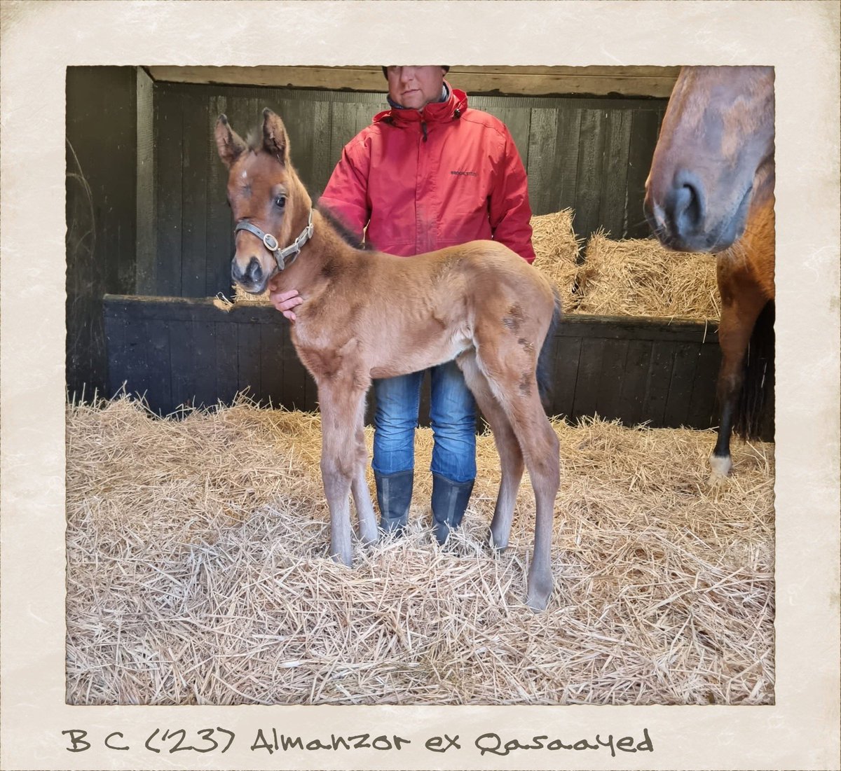 My first homebred foal for my Broodmare Qasaayed a Colt by Almanzor ❤️ over the moon ❤️