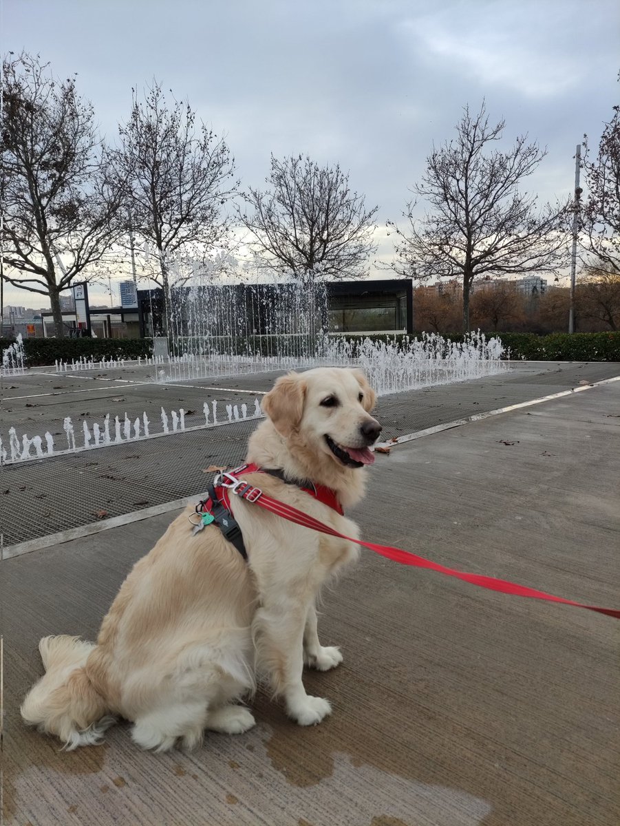 kalamerry_gr's tweet photo. #InternationalGoldenRetrieverDay https://t.co/VEq4RBAXZZ