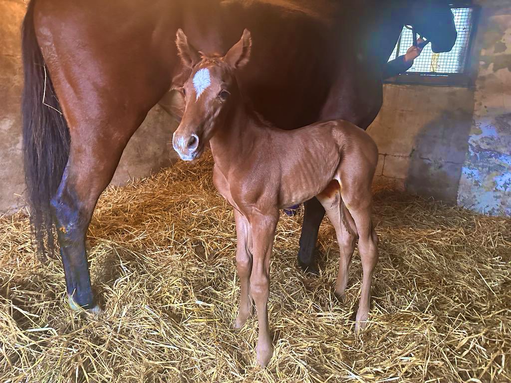 Diarmuidc16's tweet photo. First foal of the season a Golden Horde filly from a Siyouni mare. https://t.co/zgClzGjnEL