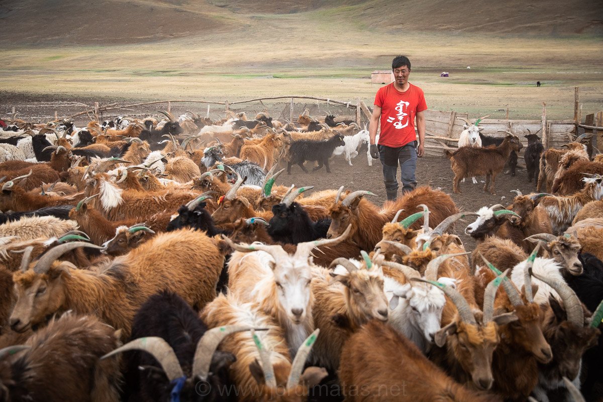 JordiMatas's tweet photo. Bat-Orshikh, Ariunzaya, and their 3 daughters, a nomadic and herder family, own more than 350 livestock. Their biggest challenge besides harsh winters (temp. drops below -53 C) is education, but they benefit from a @UNICEF -funded mobile ger kindergarten https://t.co/4th3Ype3h0 https://t.co/6QFQgIR0Ei