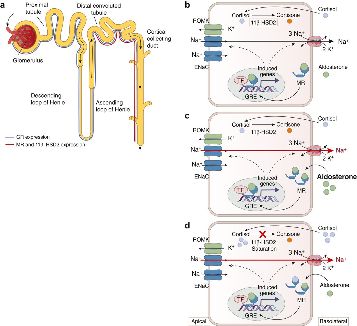 Kidney International (@kidney_int) on Twitter photo New advances in endocrine hypertension: from genes to biomarkers
doi.org/10.1016/j.kint…
<a href="/AldolabZ/">AldoLab_Zennaro</a> New advances in endocrine hypertension: from genes to biomarkers
doi.org/10.1016/j.kint…
<a href="/AldolabZ/">AldoLab_Zennaro</a>