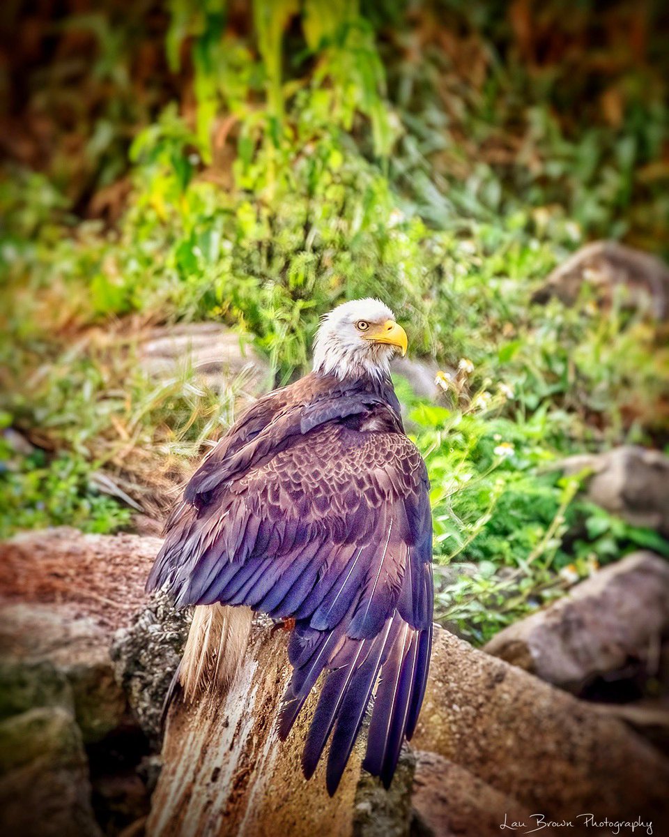 brasileight's tweet image. Happy Friday y’all! I love the way he is giving me the eye 😉 @CanonUSApro #baldeagle #birdsofpray