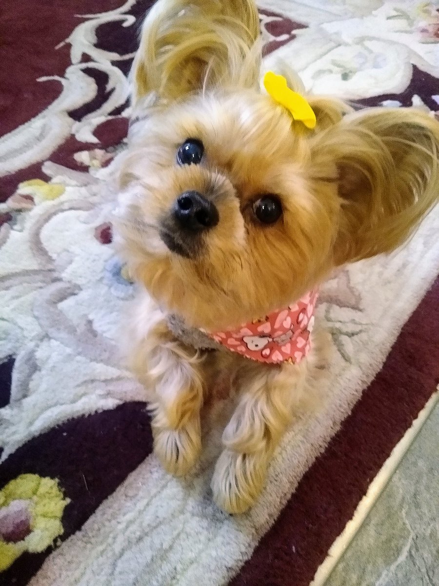 bchristilynn's tweet image. Happy Friday Friends! It's below freezing 🥶 (again) Stay warm and eat lots of snacks.
XO- Cooper and Mommy 🤍
🐾🐾🐾🐾
#DogsofTwittter #DogsOnTwitter