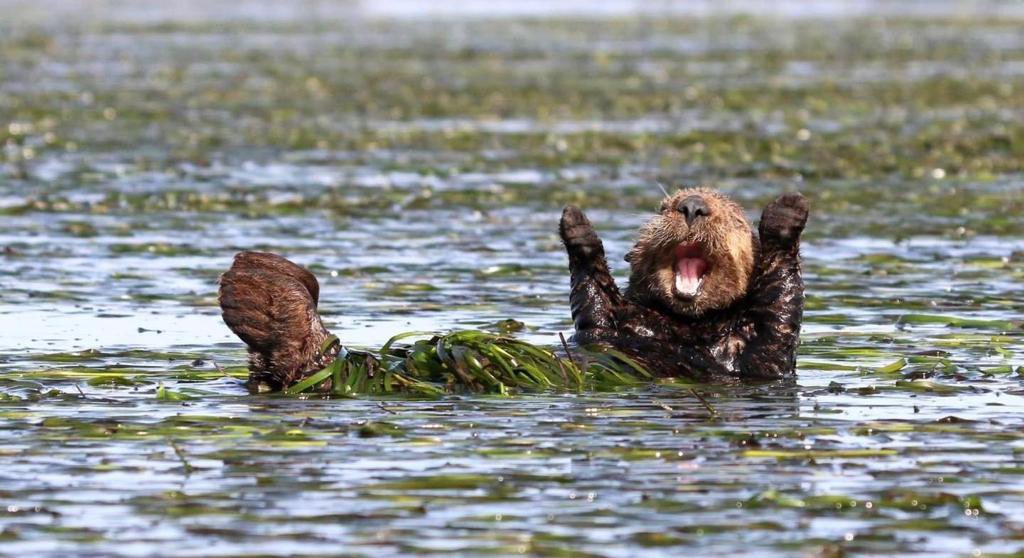 Beaverlands's tweet photo. TGIF 🎉 https://t.co/qJu3t1VQrO