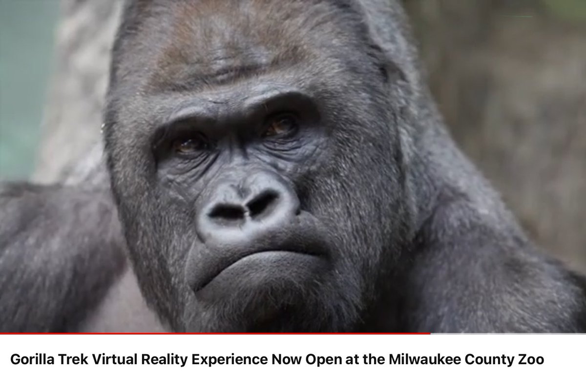 Virtual Reality Gorilla Trek, Milwaukee Zoo 🇺🇸 This is the future…to educate & experience wild animals without exploitation

#Zoos #VR #VirtualReality #animals #wildanimals #elephants #gorillas #chimps #CaptivityKills #SanctuaryHeals

Video: youtu.be/vqwKr-6JGaM