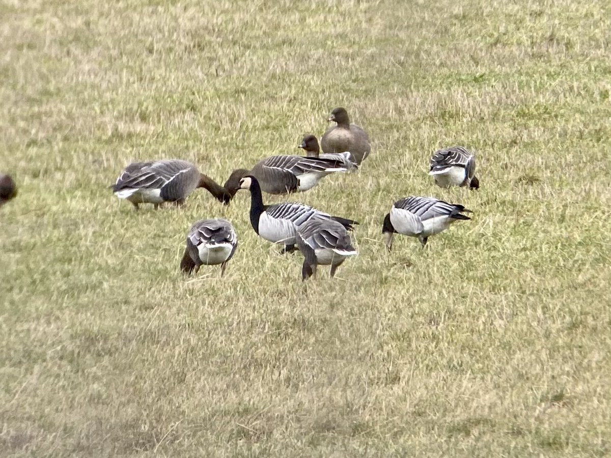 liamreid85's tweet photo. 3 Barnacle Geese among small group of Pink-Footed Geese in fields South East of Alva. @UpperForthBirds https://t.co/KHzwkSQLIn