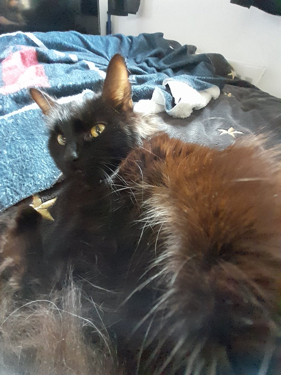 TheFloofinator's tweet photo. Quick pre nap selfie for you 😻 https://t.co/0R6CIG2n3t