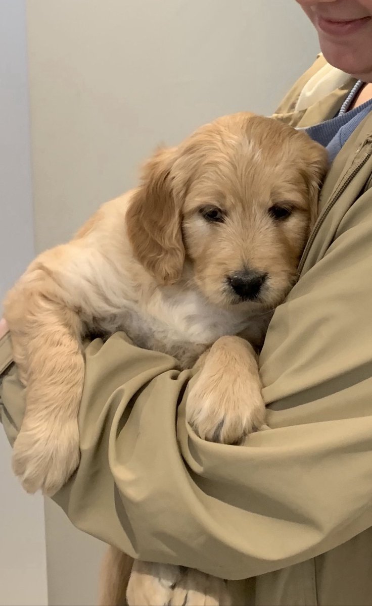 armsyASD's tweet photo. Happy 3rd Birthday Winnie 🥳 #birthday  #goldendoodle https://t.co/NUesfnlm9d